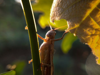 Brown grasshopper exposed to the afternoon sun 