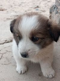 Close-up portrait of a dog