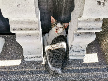 Portrait of cat sitting on staircase