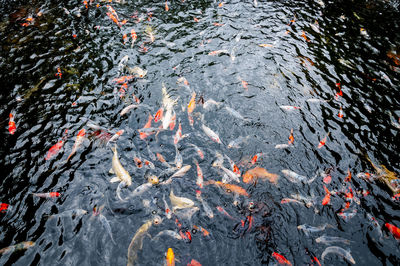 Beautiful carp koi fish swimming in pond in the garden