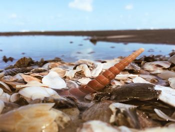 Close-up of shells on beach