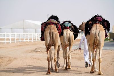 Horse in desert