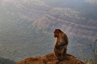 Monkey sitting on mountain