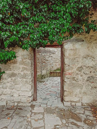 Ivy growing on wall by building