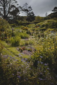 Scenic view of flowering plants by trees against sky