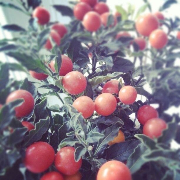 fruit, food and drink, food, healthy eating, freshness, red, growth, ripe, tree, branch, leaf, close-up, berry fruit, focus on foreground, cherry, nature, growing, day, stem, no people