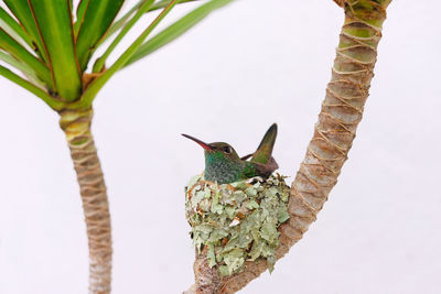 Close-up of bird perching on branch