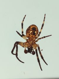 Close-up of spider