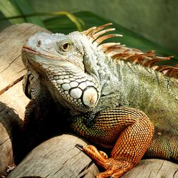 Close-up of lizard