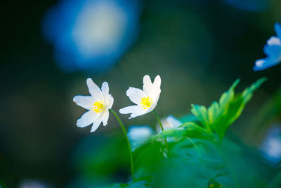 A beautiful white wood anemone growing in the spring forest.