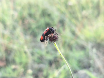 Close-up of honey bee pollinating on flower