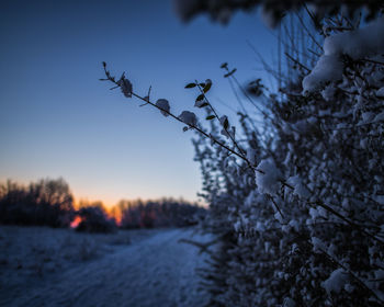 Snow covered plants against sky during sunset