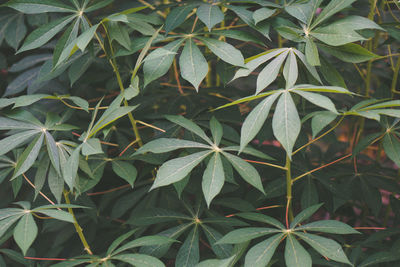 High angle view of plant growing on field