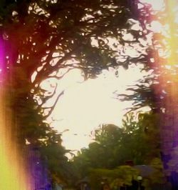 Close-up of trees against sky