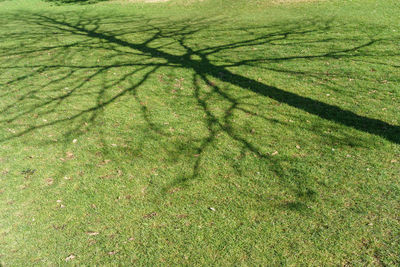 Full frame shot of grass