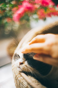 Close-up of a cat