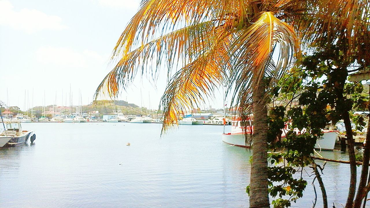 water, tree, nautical vessel, tranquility, sky, palm tree, boat, moored, nature, growth, sea, tranquil scene, lake, beauty in nature, waterfront, scenics, transportation, reflection, mode of transport, sunlight