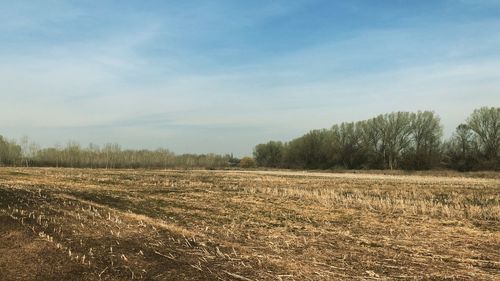 Scenic view of field against sky