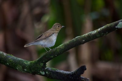 Close-up of bird perching on branch