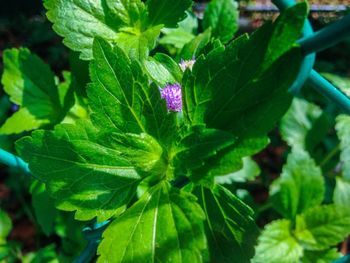 Close-up of green leaves