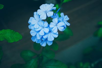 High angle view of blue flowers growing on plants