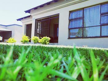 Plants growing in front of building