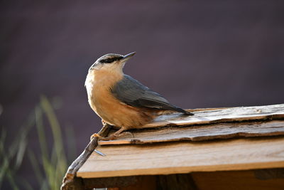 Close-up of bird perching on wood