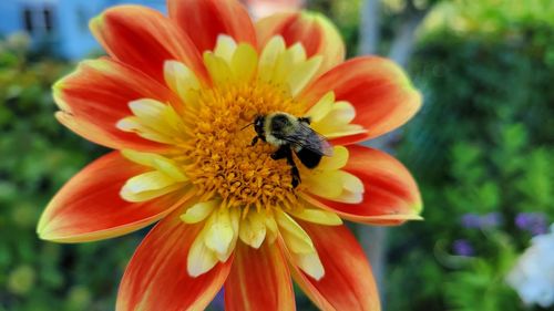 Close-up of bee pollinating on flower