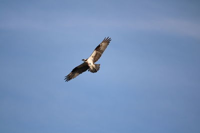 Low angle view of eagle flying against clear blue sky