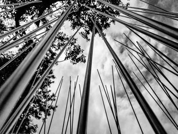 Low angle view of trees against sky