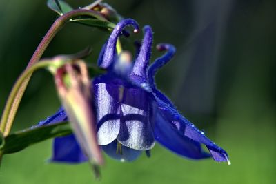 Close-up of purple iris flower