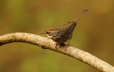 Close-up of bird perching on branch