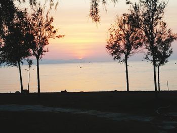 Silhouette tree on beach against sky during sunset