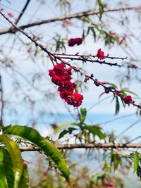 Close-up of red berries on tree