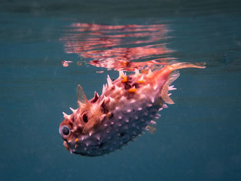 Close-up of fish swimming in sea