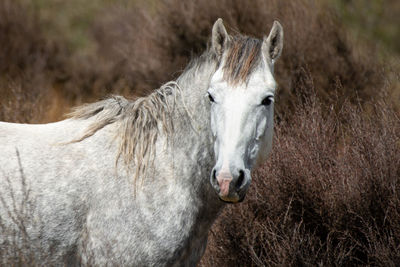 Horse in a field