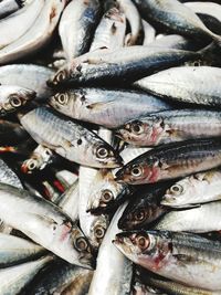 High angle view of fish for sale in market