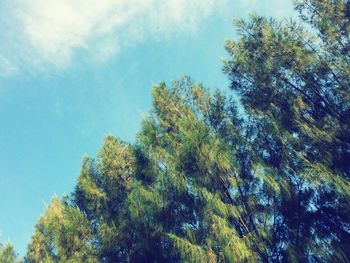 Low angle view of tree against sky