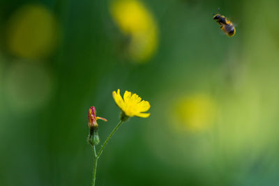 Close-up of insect pollinating on flower