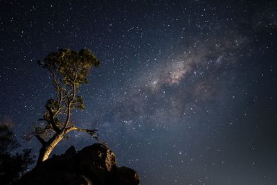 Low angle view of trees against sky at night