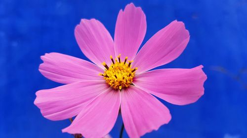 Close-up of cosmos flower blooming against sky