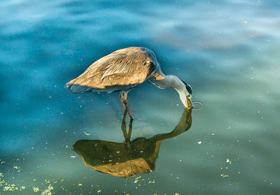 Water bird feeding in a lake