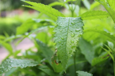 Close-up of wet plant leaves during rainy season