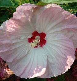 Close-up of hibiscus blooming outdoors