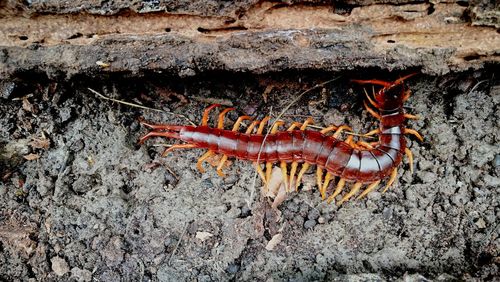 High angle view of insect on rock