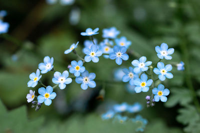 Close-up of blue flowering plants in forest