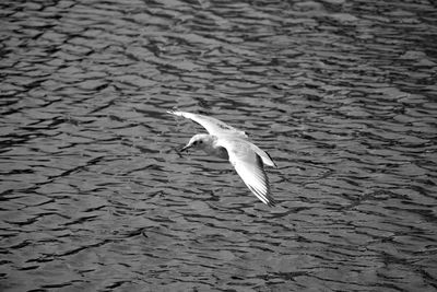 High angle view of seagull flying over lake