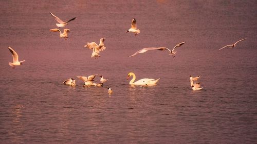 Seagulls flying over sea
