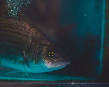 Close-up of fish swimming in sea