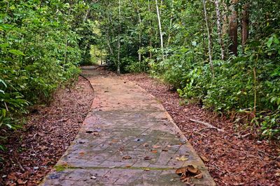 Footpath amidst trees